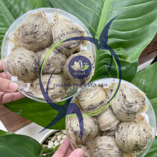 Yến Sào - Đảo VIP Tini Nest 