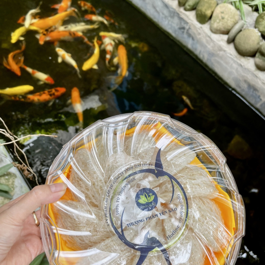 Yến Sào - Rút Lông Nguyên Tổ Tini Nest