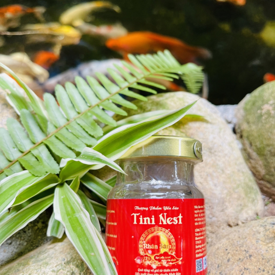 Tini Nest Nhân Sâm